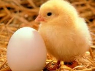  the nursery and its chicks 